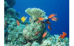 深圳SAG海洋生態(tài)現(xiàn)狀調(diào)查海洋生態(tài)環(huán)境監(jiān)測