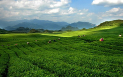 茶葉中污染物測(cè)試解決方案