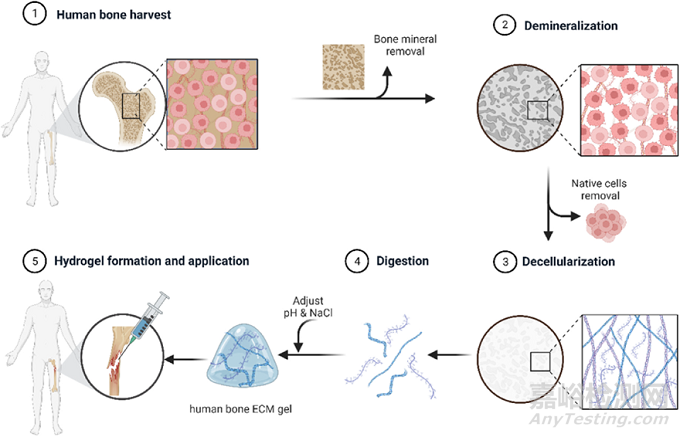人骨組織來源的ECM水凝膠：通過工藝參數(shù)控制理化、生化和生物學(xué)特性