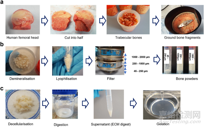 人骨組織來源的ECM水凝膠：通過工藝參數(shù)控制理化、生化和生物學(xué)特性