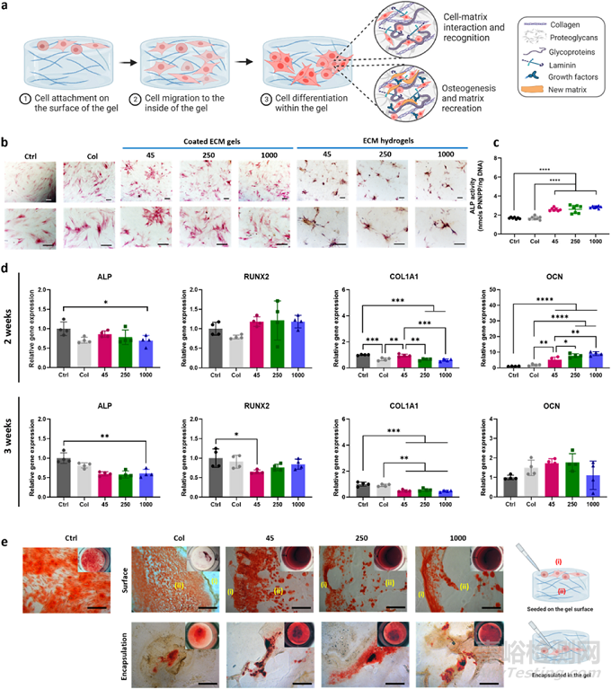 人骨組織來源的ECM水凝膠：通過工藝參數(shù)控制理化、生化和生物學(xué)特性