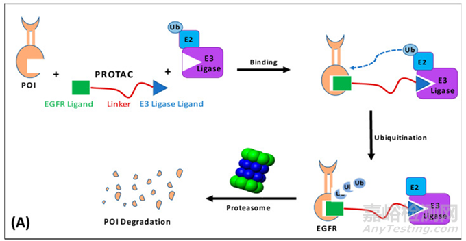 PROTAC藥物生物利用度優(yōu)化制劑策略