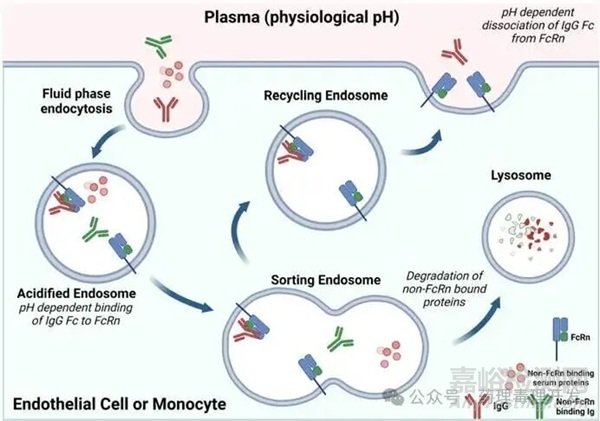 人和非臨床種屬的Fc受體表達(dá)、功能及種屬間結(jié)合的差異