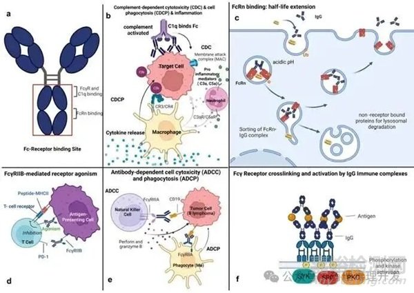 人和非臨床種屬的Fc受體表達(dá)、功能及種屬間結(jié)合的差異