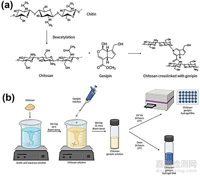 基于殼聚糖的智能可注射水凝膠在生物醫(yī)學(xué)中的應(yīng)用