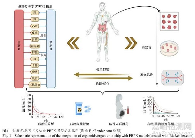 類器官/器官芯片技術(shù)在生理藥動學(xué)建模中的應(yīng)用