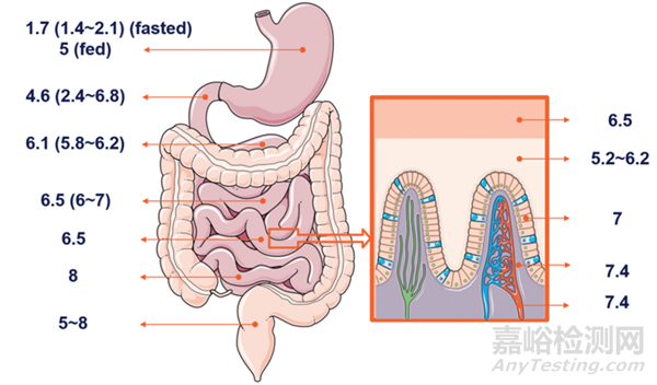 口服藥物體內(nèi)吸收過程解析