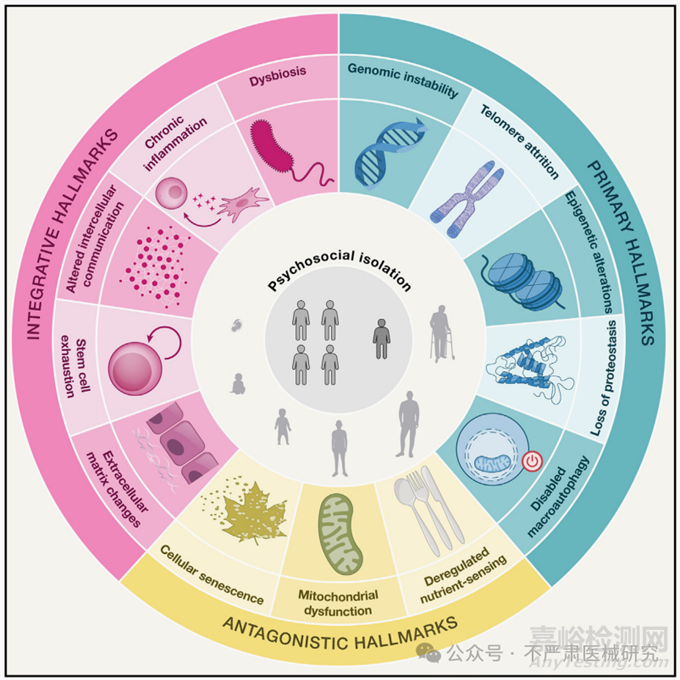 細(xì)胞外基質(zhì)ECM醫(yī)美應(yīng)用簡(jiǎn)介