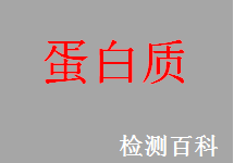 蛋白，蛋白質(zhì)，朊，有機(jī)大分子